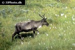 rangifer tarandus tarandus   northern reindeer mountain caribou  