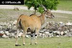 taurotragus oryx   common eland  