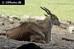 taurotragus oryx   common eland  