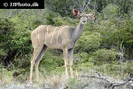 tragelaphus strepsiceros   greater kudu  