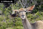 tragelaphus strepsiceros   greater kudu  