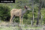 tragelaphus strepsiceros   greater kudu  