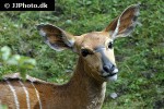 tragelaphus sylvaticus   cape bushbuck  