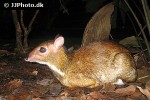 tragulus javanicus   java mouse deer  