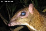 tragulus javanicus   java mouse deer  