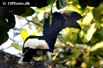 bycanistes subcylindricus   black and white casqued hornbill  
