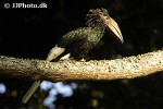 bycanistes subcylindricus   black and white casqued hornbill  
