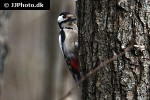 dendrocopos major   great spotted woodpecker  