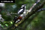 dendrocopos major   great spotted woodpecker  