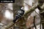 dryobates minor   lesser spotted woodpecker  