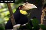rhyticeros undulatus   wreathed hornbill  