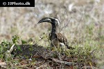 tockus nasutus   african grey hornbill  