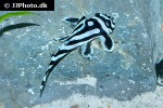 hypancistrus zebra