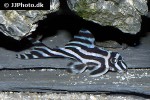 hypancistrus zebra