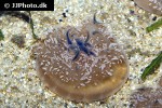 cassiopea andromeda   upside down jellyfish  