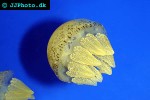 catostylus mosaicus   blubber jelly  