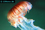 chrysaora melanaster   japanese sea nettle  