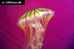 chrysaora melanaster   japanese sea nettle  