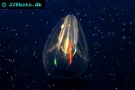 mnemiopsis leidyi   american comb jelly  