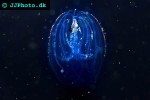 mnemiopsis leidyi   american comb jelly  