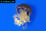 phyllorhiza punctata   white spotted jelly  