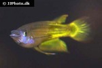 aplocheilus lineatus gold