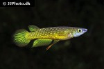 aplocheilus lineatus gold