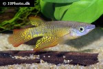 aplocheilus lineatus nature gold