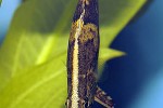monocirrhus polyacanthus