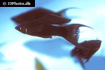 poecilia latipinna black molly