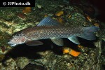 gyrinocheilus pustulosus gyrinocheilus pustulosus