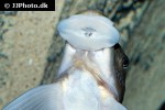 gyrinocheilus pustulosus gyrinocheilus pustulosus