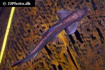gyrinocheilus pustulosus gyrinocheilus pustulosus