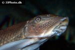 gyrinocheilus pustulosus gyrinocheilus pustulosus