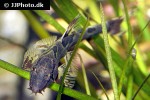 homaloptera confuzona