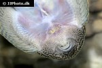 sewellia monolobata