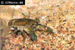 aegla uruguayana   freshwater squat lobster  