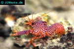 enoplometopus debelius   reef lobster  
