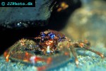 galathea strigosa   spiny squat lobster  