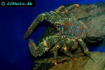 galathea strigosa   spiny squat lobster  