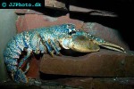 homarus gammarus   blue lobster  