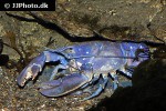 homarus gammarus   blue lobster  