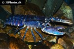 homarus gammarus   blue lobster  