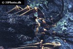 jasus edwardsii   spiny rock lobster  