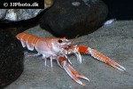 nephrops norvegicus   norway lobster  