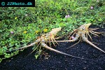 panulirus argus   caribbean spiny lobster  