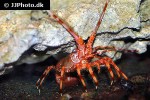 panulirus stimpsoni   chinese spiny lobster  