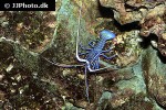 panulirus versicolor   spiny blue lobster  