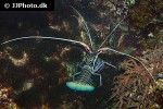 panulirus versicolor   spiny blue lobster  