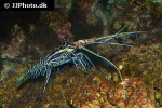 panulirus versicolor   spiny blue lobster  